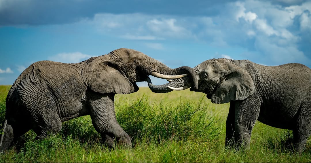 1-Day  Tanzania Safari Trip to Mikumi.