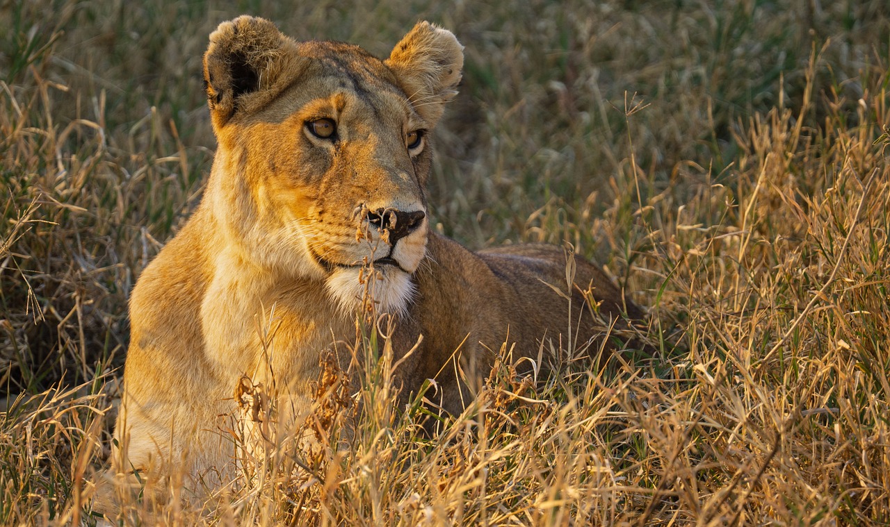 1-Day Tanzania Safari Arusha National Park and Walking Safari
