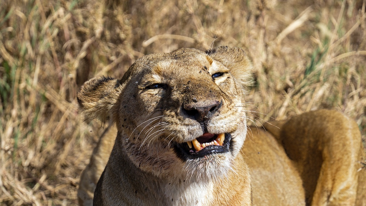 1-Day Tanzania Safari Mkomazi Scenic Safari