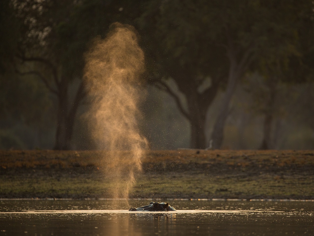 1-Day Tanzania safari Tour to Lake Manyara National Park