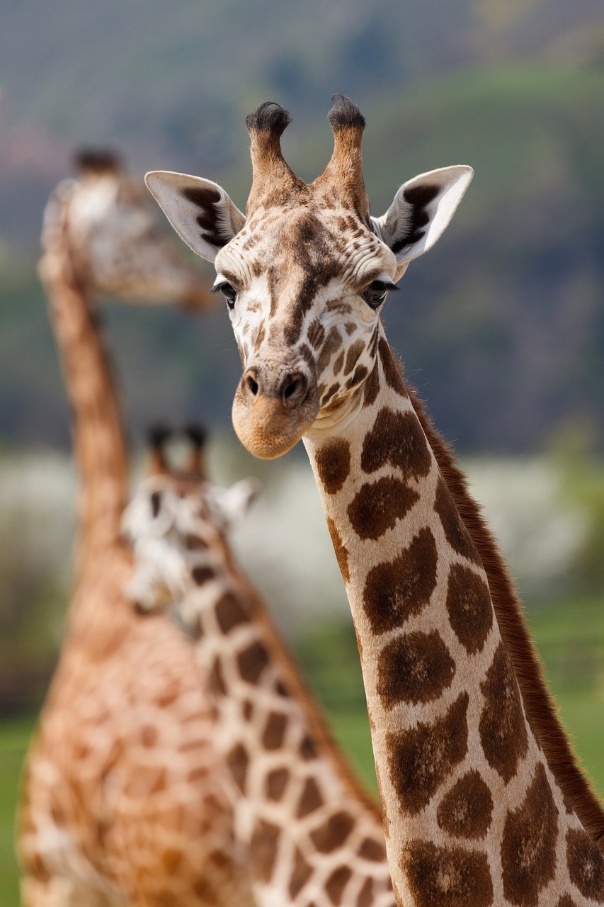 1-Day Tanzania Safari Trip to Tarangire National Park