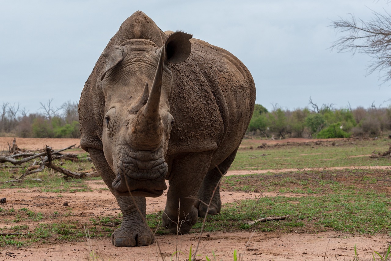 1-Day Tanzania Safari Trip Tour to Ngorongoro Crater