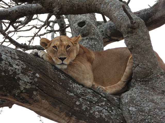 3-Day Tanzania Safari Serengeti and Ngorongoro.