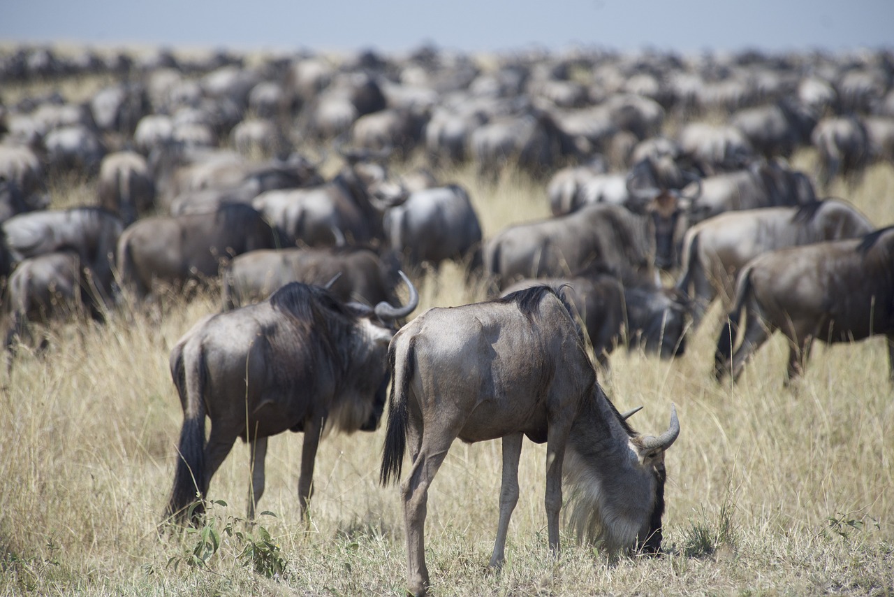 3-Days Tanzania safari Lake Manyara, Ngorongoro Crater and Tarangire Tour.
