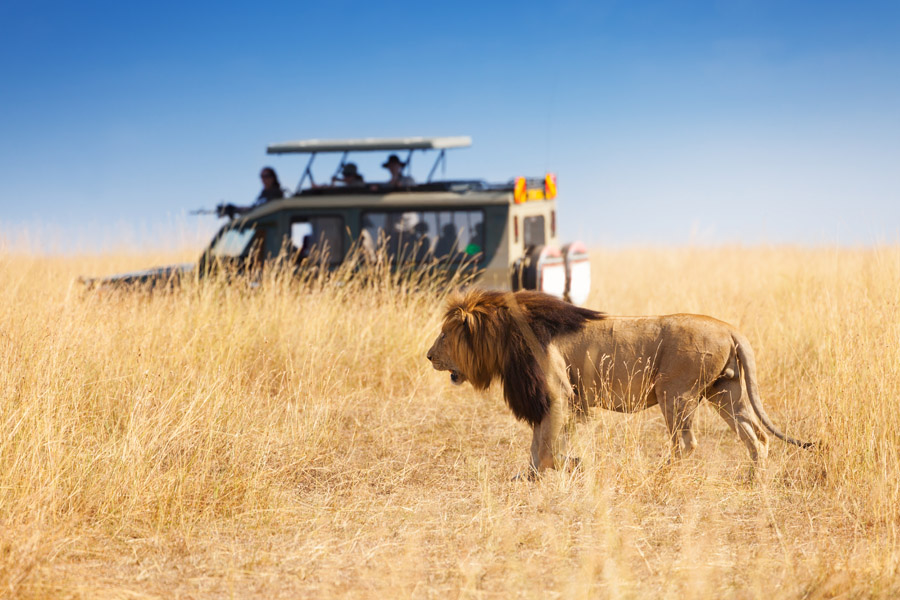 3 Days Tanzania Serengeti Safari
