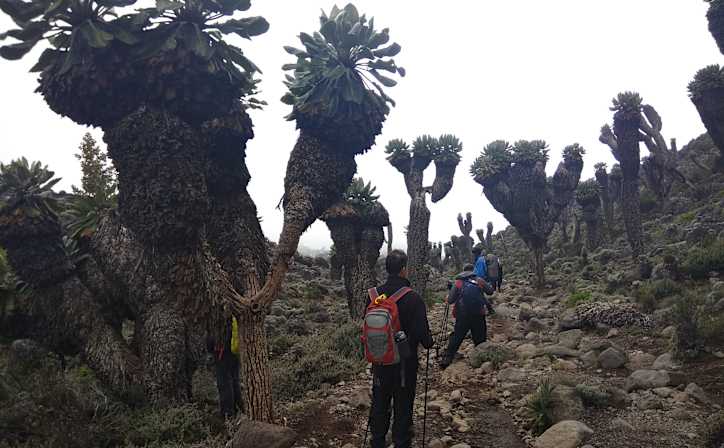 7 Days Kilimanjaro climbing Rongai route