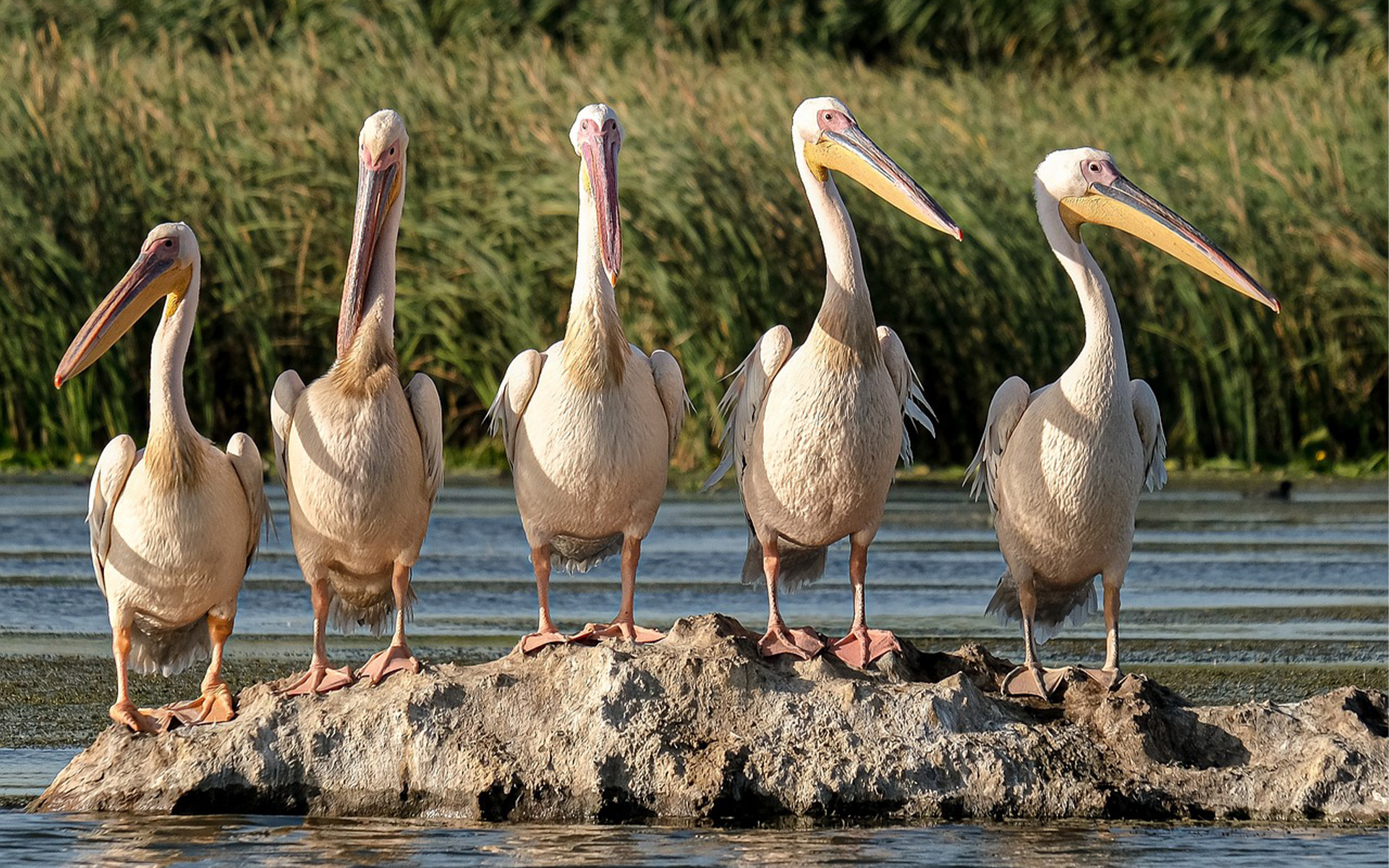 A Birdwatcher’s Paradise: Exploring Tanzania’s Best Birding Destinations