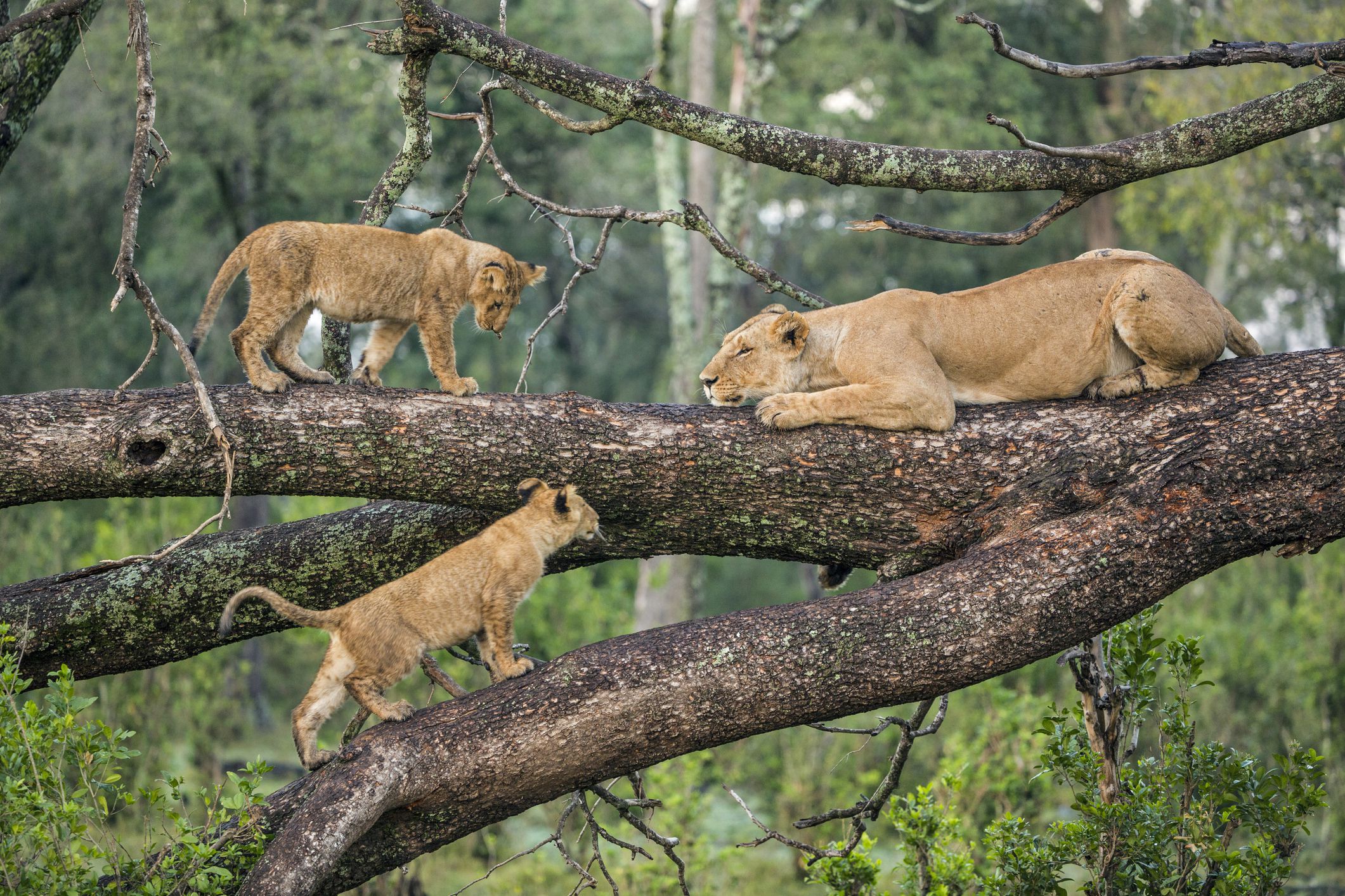 Best Time to Visit Tanzania: A Seasonal Guide to Safaris and Wildlife