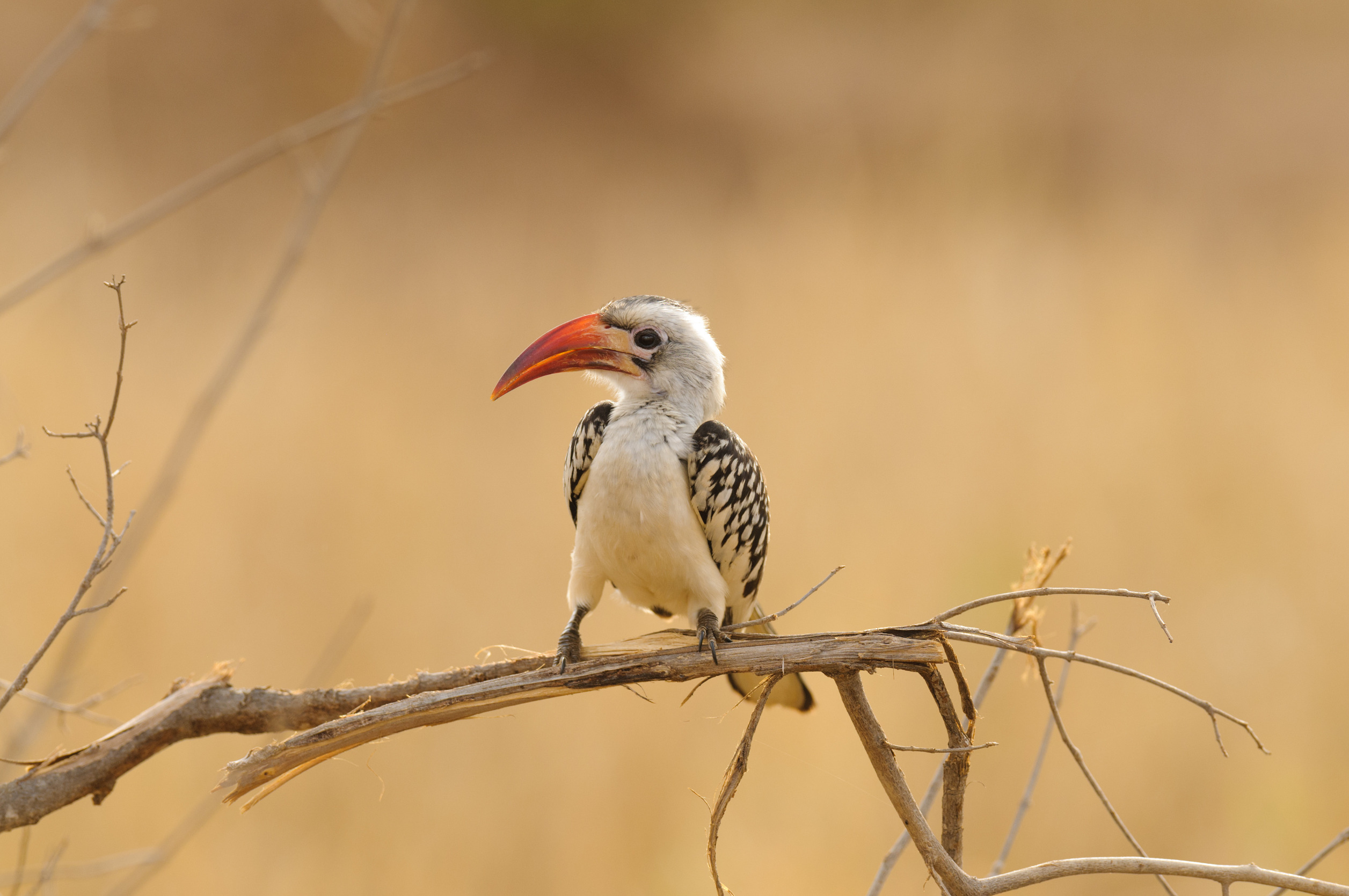 Birdwatching Safari