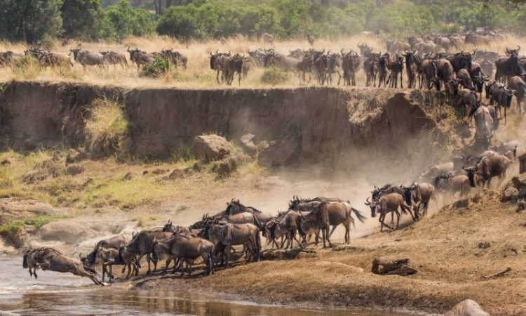 Experience the Great Migration: A Complete Safari Guide to Tanzania’s Wildlife