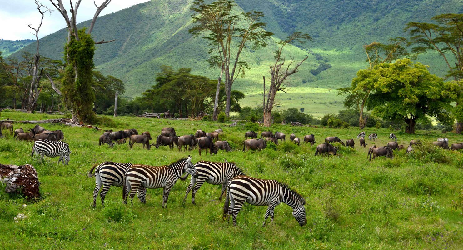 Ngorongoro Tours