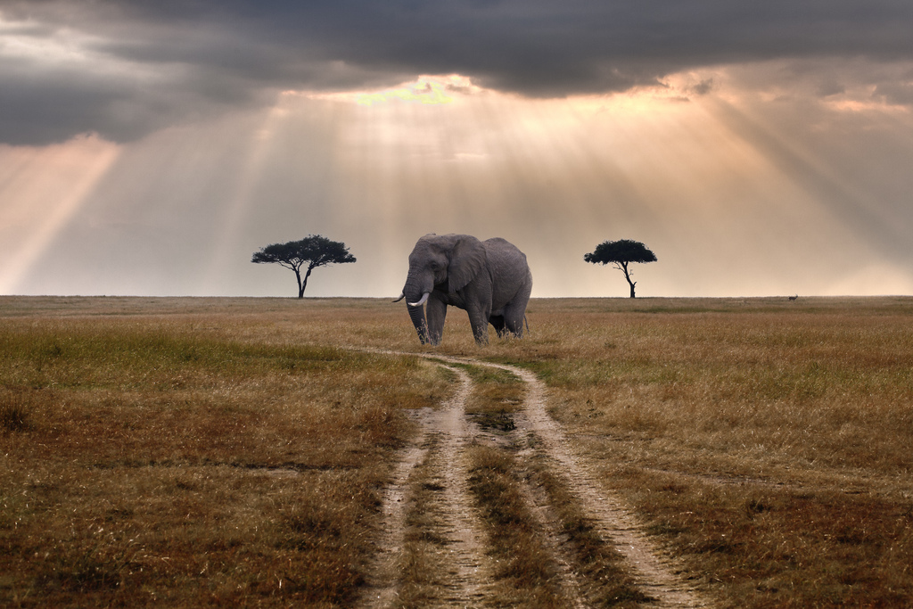Tanzania Safari Tours