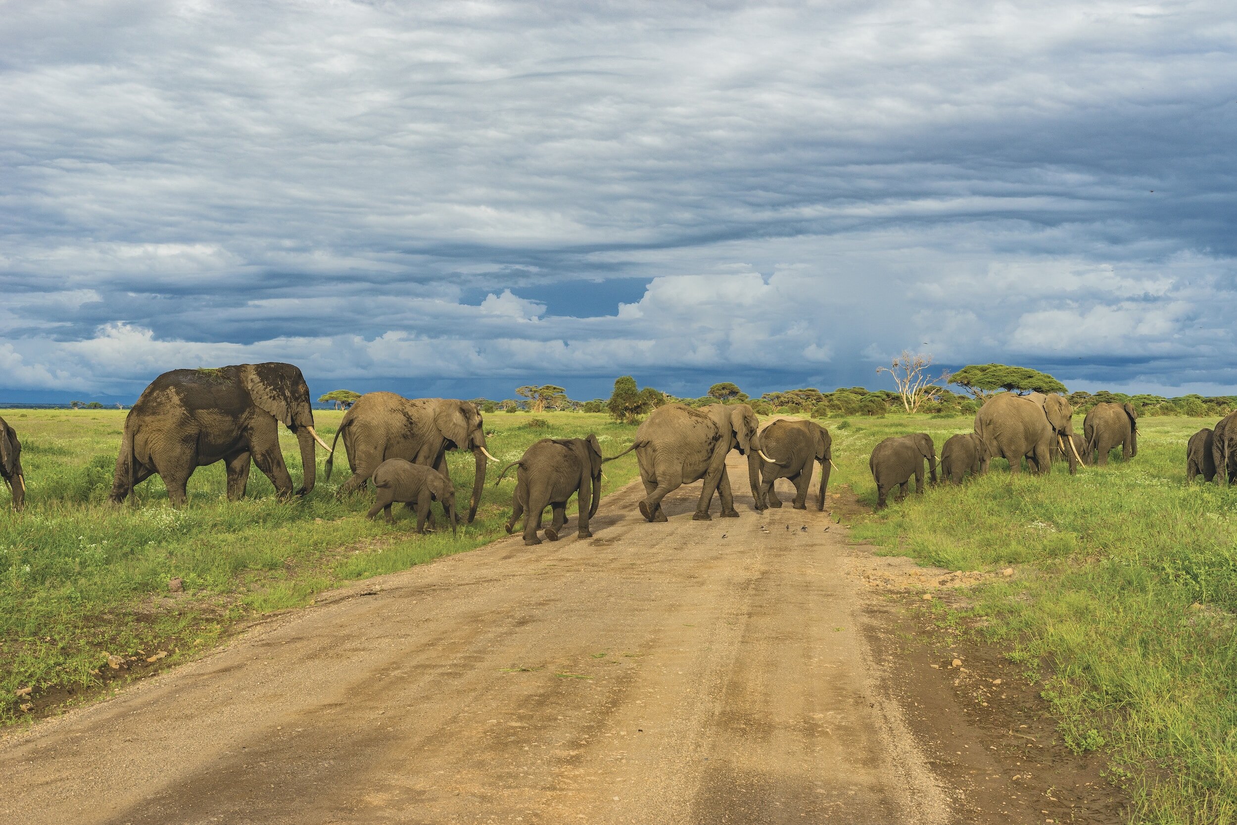 Top 10 Must-See Destinations in Tanzania for an Unforgettable Safari Adventure
